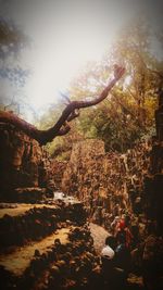 Multi colored trees against sky during sunset