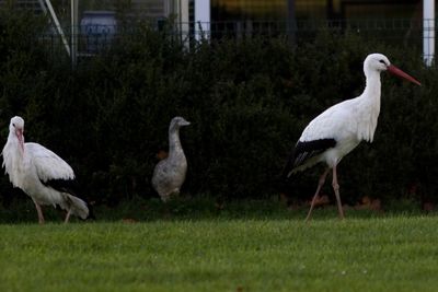 Close-up of birds perching on grass