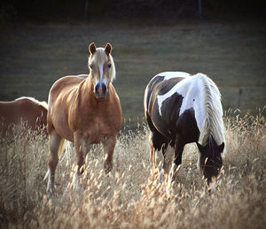 Horses in a field