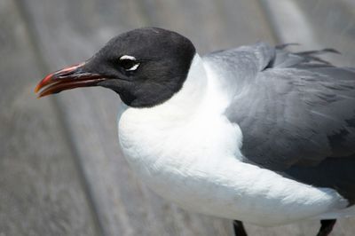 Close-up side view of a bird against blurred background