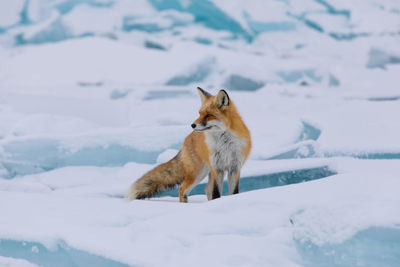 Fox walking on snow covered landscape