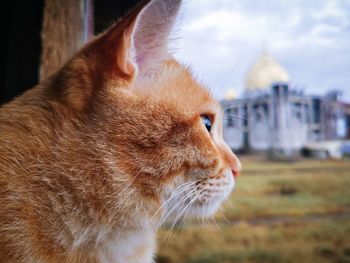 Close-up of cat