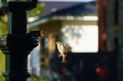 Close-up of birds flying by column