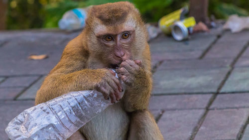 The macaque monkeys of monkey hill, phuket.