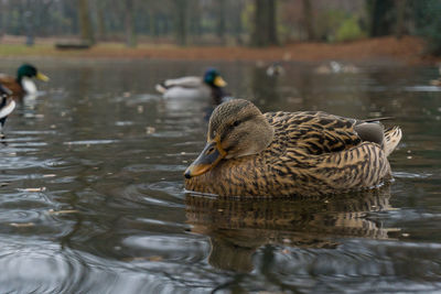 Close-up of ducks swimming in lake