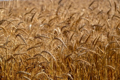 Golden field with spikelets of ripe wheat