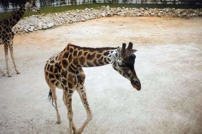 animal