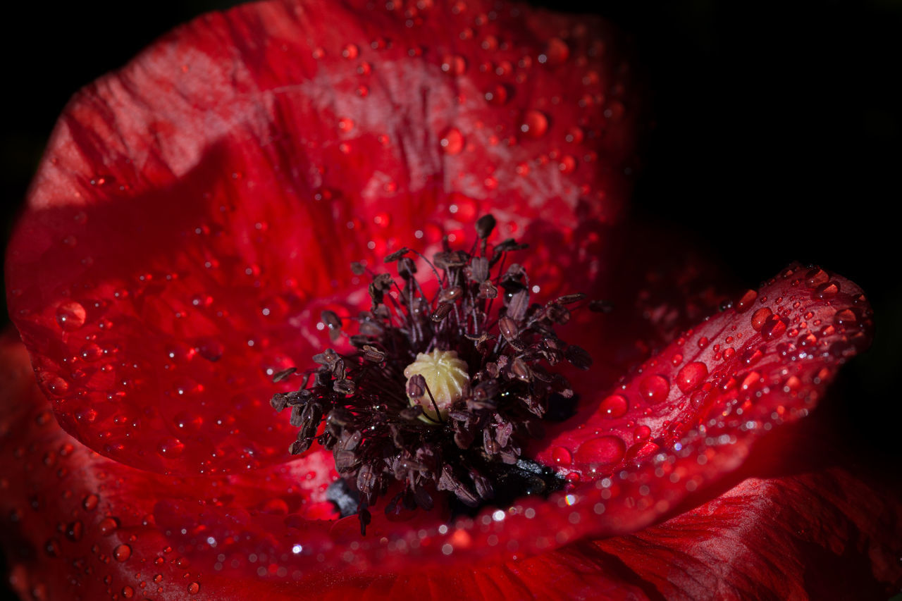 red, flower, freshness, flowering plant, close-up, macro photography, petal, plant, beauty in nature, inflorescence, fragility, flower head, nature, drop, black background, water, poppy, pollen, growth, no people, wet, studio shot, pink, macro, outdoors