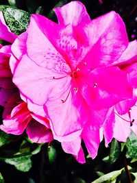 Close-up of wet pink flower