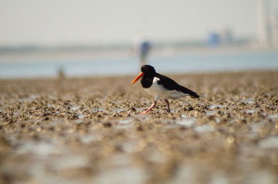 Bird on beach