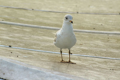 High angle view of seagull perching on railing