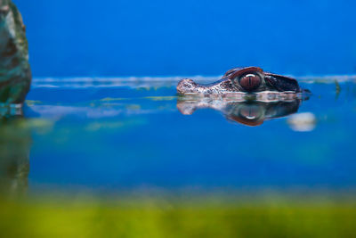 Close-up of turtle swimming in sea