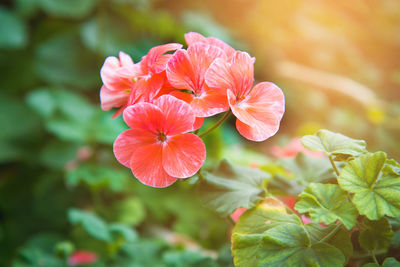 Close-up of hibiscus blooming outdoors