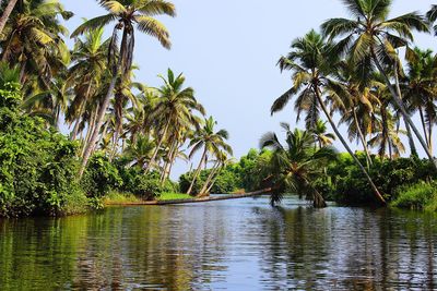 Scenic view of palm trees against clear sky