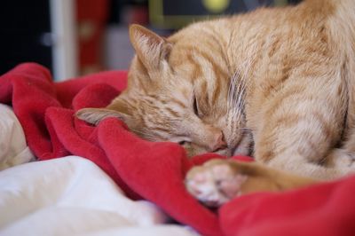 Close-up of cat lying on bed at home