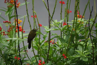 Bird perching on plant