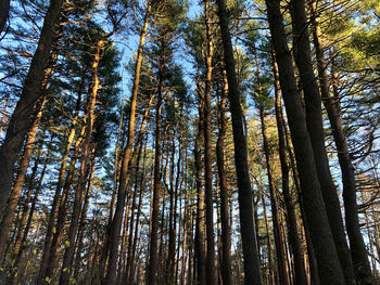 Low angle view of bamboo trees in forest