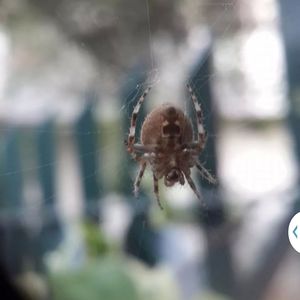 Close-up of spider web