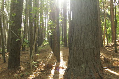 Sunlight streaming through trees in forest