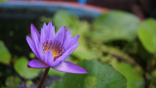 Close-up of purple water lily