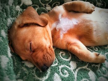 High angle view of puppy sleeping on floor