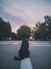 Rear view of dog sitting on road