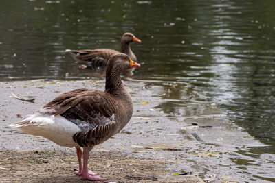 Ducks on a lake