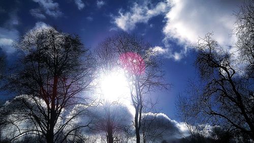 Low angle view of trees against sky