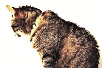 Close-up of a cat against white background