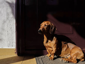 Close-up of dog sitting at home