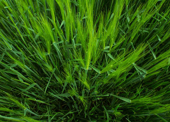 Full frame shot of fresh green field