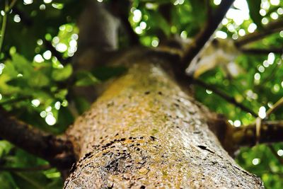 Low angle view of tree