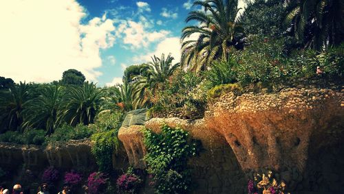 Palm trees by plants against sky