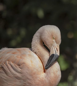 Close-up of swan