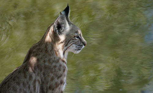 Close-up of a cat looking away