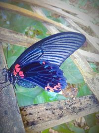 High angle view of butterfly on leaf