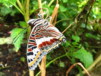 Butterfly on leaf