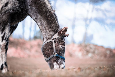 Close-up of a horse on a field