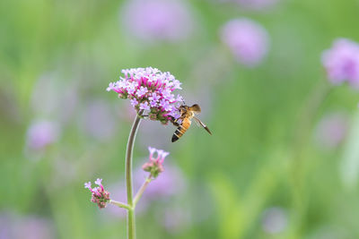 Close-up of bee pollinating on pink flower