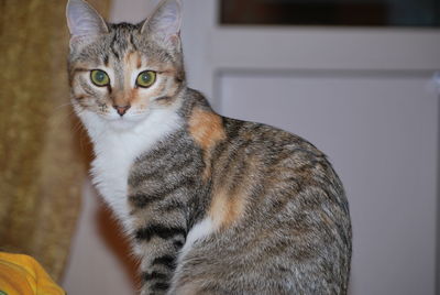 Portrait of tabby cat at home