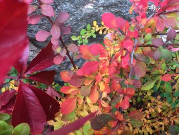 Close-up of autumnal leaves