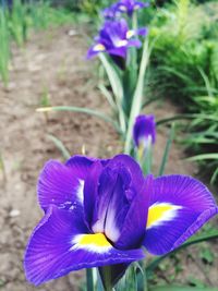 Close-up of purple flowers