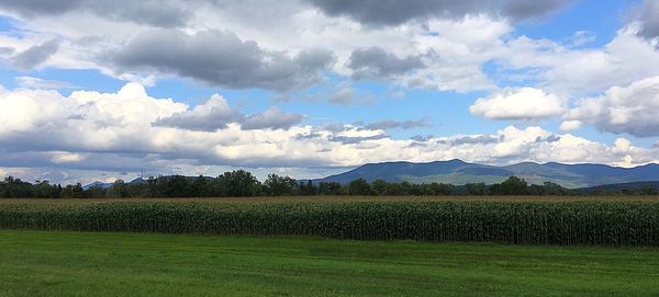 Scenic view of agricultural field against sky