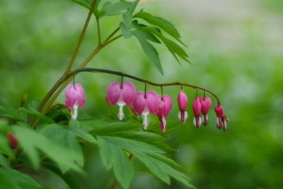 Close-up of pink flowers in row on plant