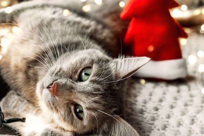 Cute tabby cat lying on woolen plaid near christmas tree with christmas lights in background. 