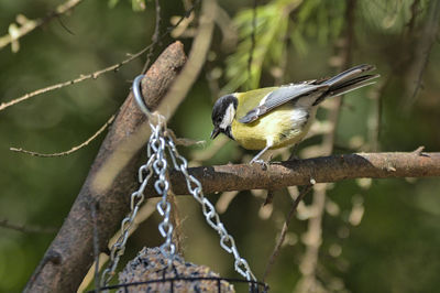 Close-up of bird perching on branch