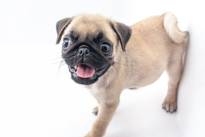 Portrait of a dog over white background