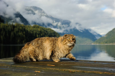 Cat looking away while standing on pier by lake