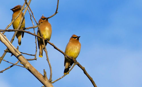 Low angle view of cedar waxwings perching on bare tree branches