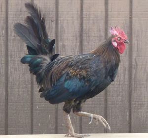 Close-up of rooster perching on wood